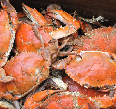 Steamed Crabs